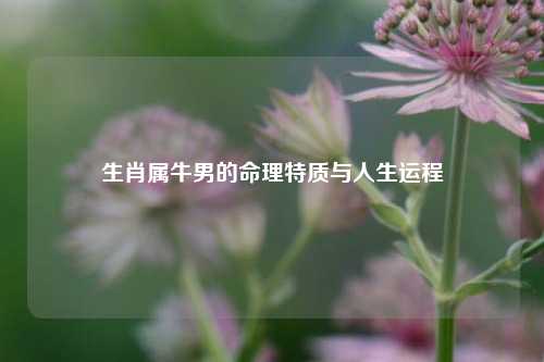 生肖属牛男的命理特质与人生运程